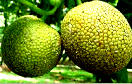 Image result for ukwa- bread fruit